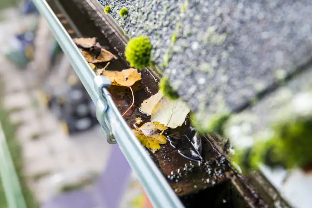 Roof gutter filled with leaves before cleaning