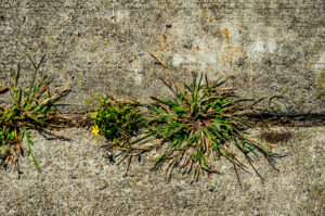 weeds on driveway